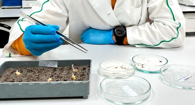    Свыше 150 тонн семян сельхозкультур уже проверили на качество в Азово-Черноморском филиале