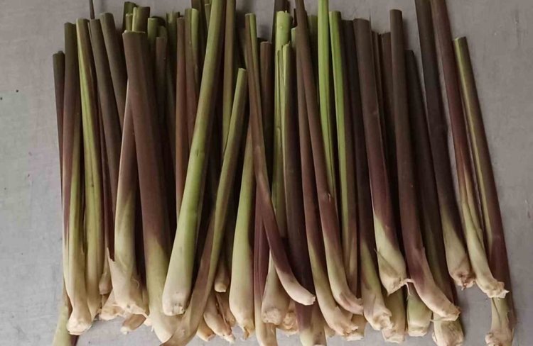    Выращивание лемонграсса в промышленной теплице технически возможно