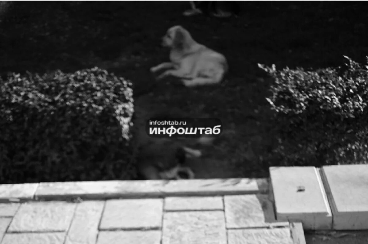    Астраханка добилась компенсации за нападение бездомной собаки