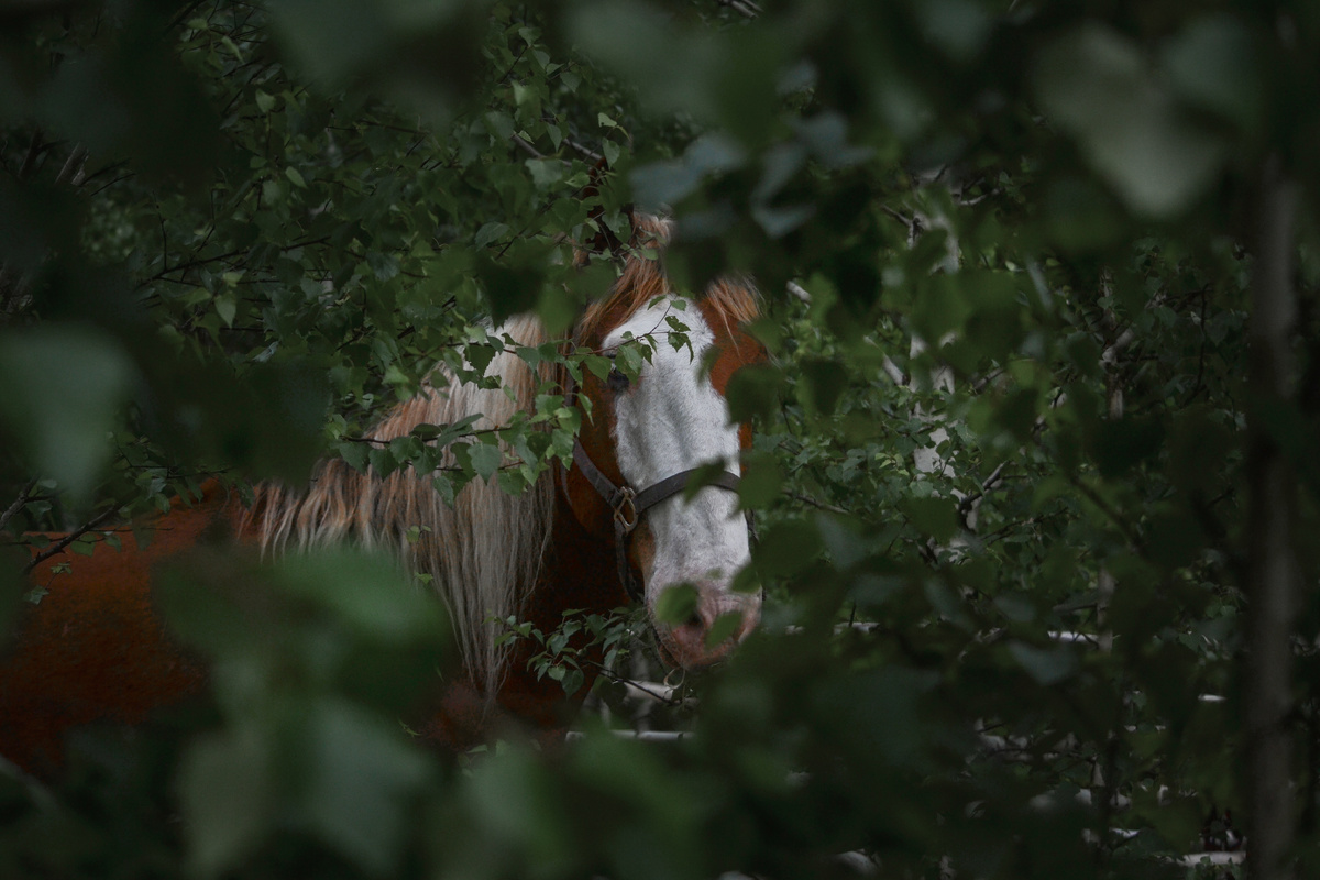 Денвер только переехал на тропу и пока ещё побаивается разнообразия природы