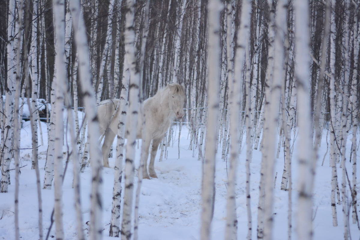 Амальтея отдыхает в берёзовом лесу, прячась от ветра и метели