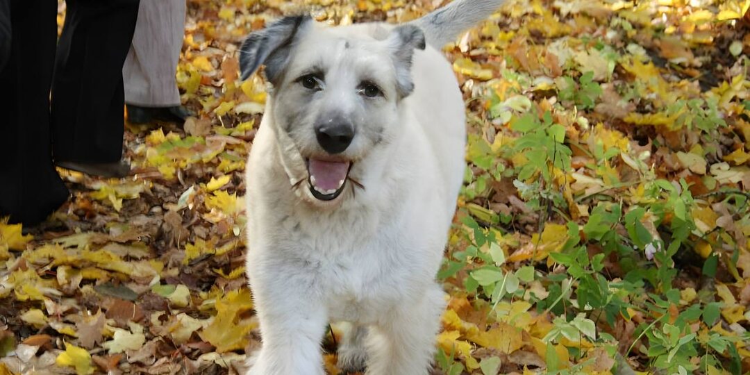 Истории спасения: как бездомные животные обретают дом. Часть 2: Лара