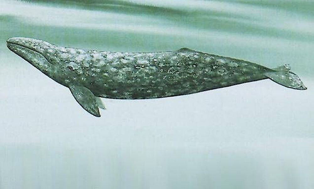 Серый кит. Изображение из открытых источников / ru.pinterest.com