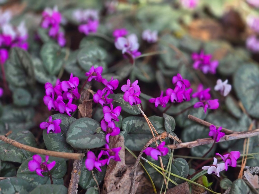 Цикламены. Фото: Минприроды Ставропольского края