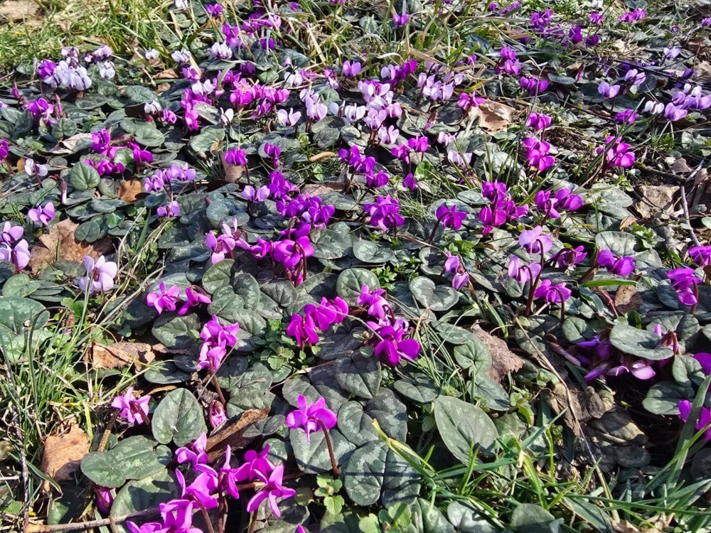 Цикламены. Фото: Минприроды Ставропольского краяцикламены