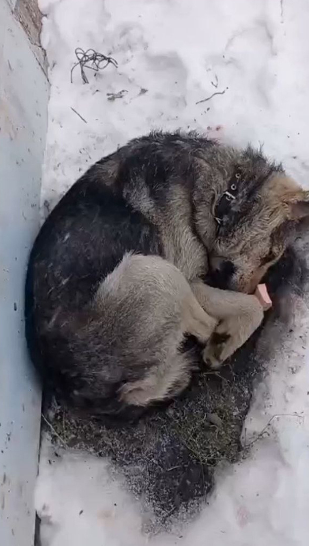 В таком состоянии обнаружили беднягу...