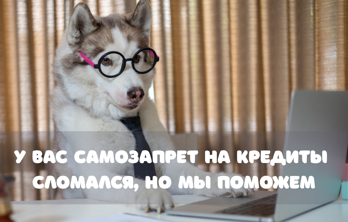 Фото: LittlePigPower / Shutterstock