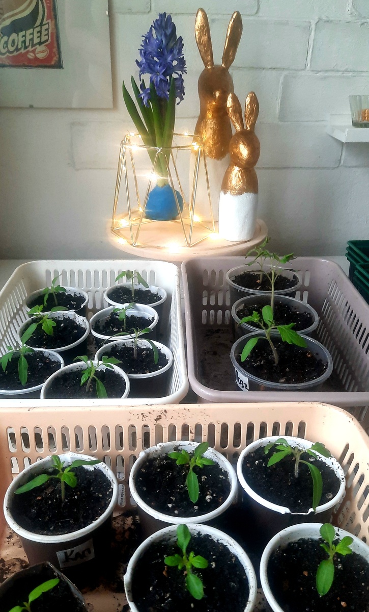 Фото автора. 13 марта 2025г.  Томаты на ранний урожай.