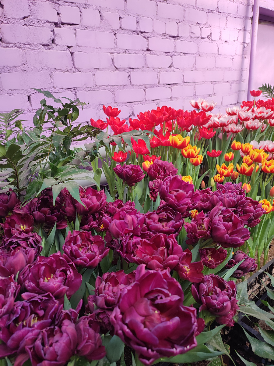 Тюльпаны с выставки первоцветов в оранжерее