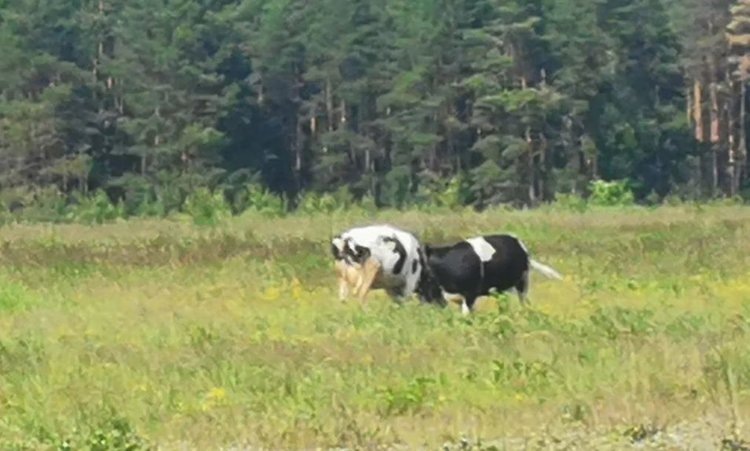    Не забывайте о необходимых ветобработках скота перед началом пастбищного сезона!