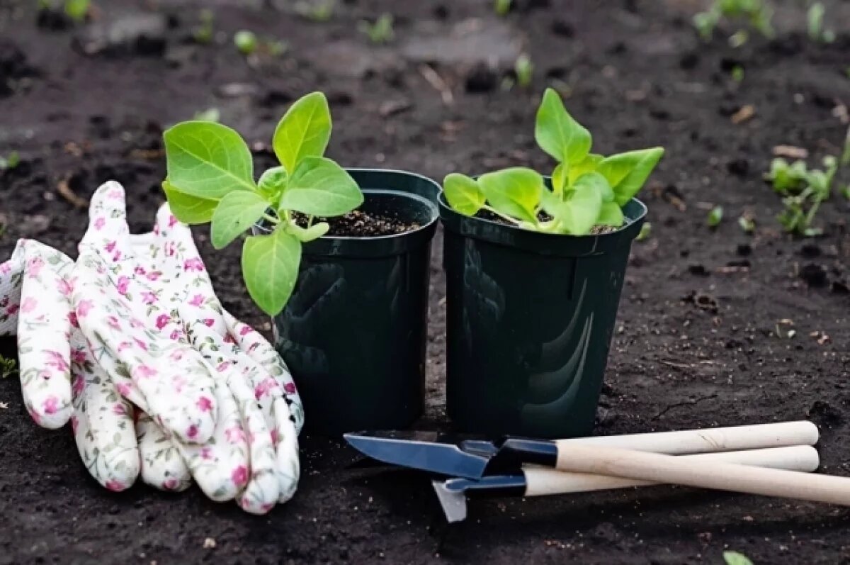    Грядут морозы.