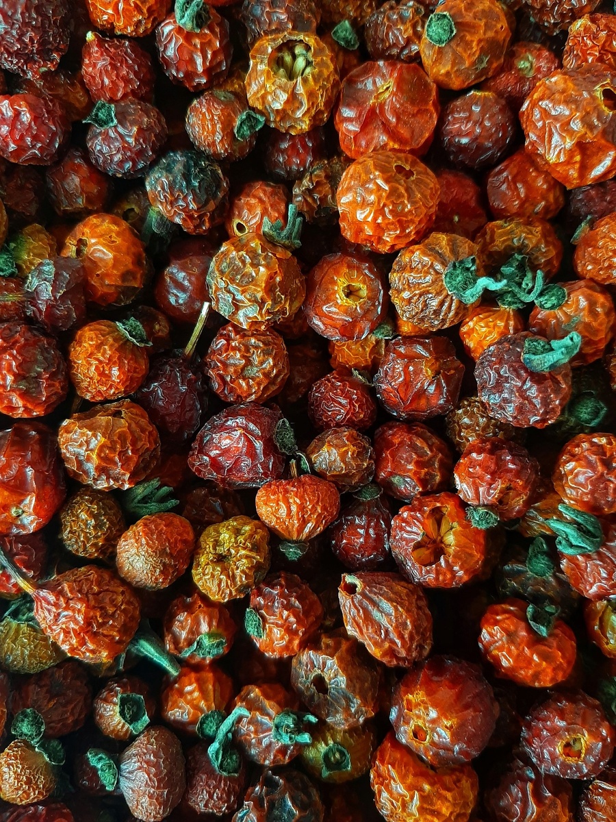 Дикий щиповник