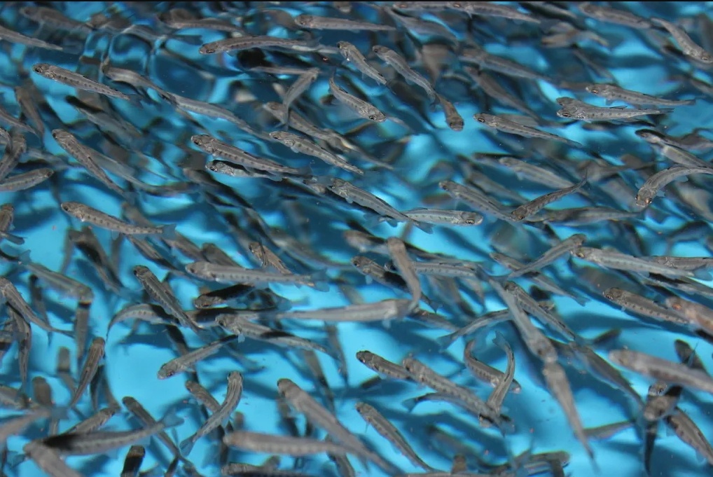 Малек радужной форели