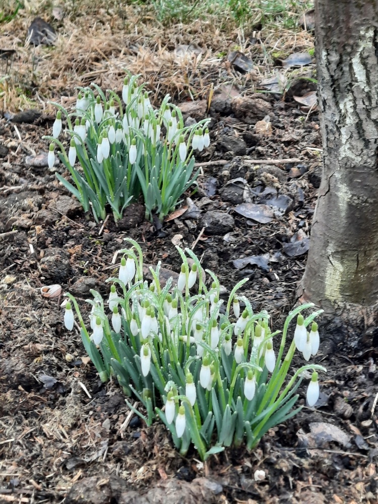 6. Подснежники