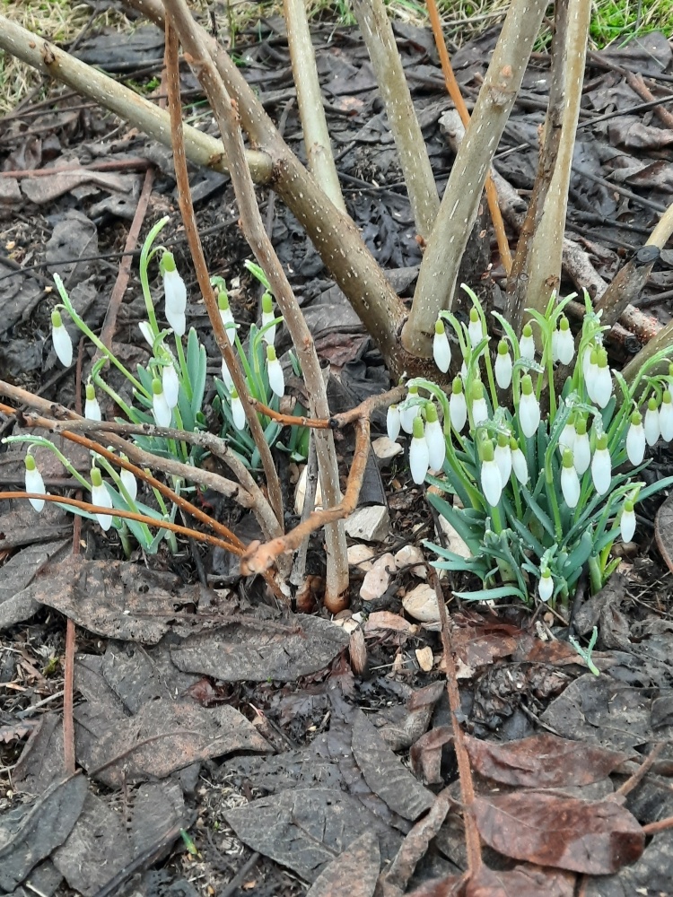 5. Подснежники