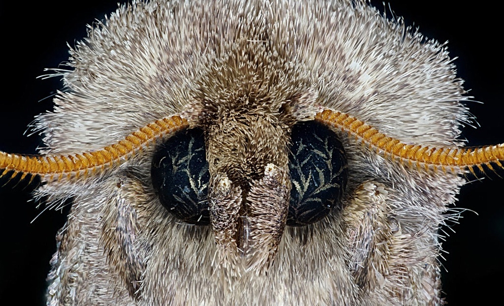 Ночные бабочки одеты в роскошные шубы. Это защита не от холода, а от радаров летучих мышей