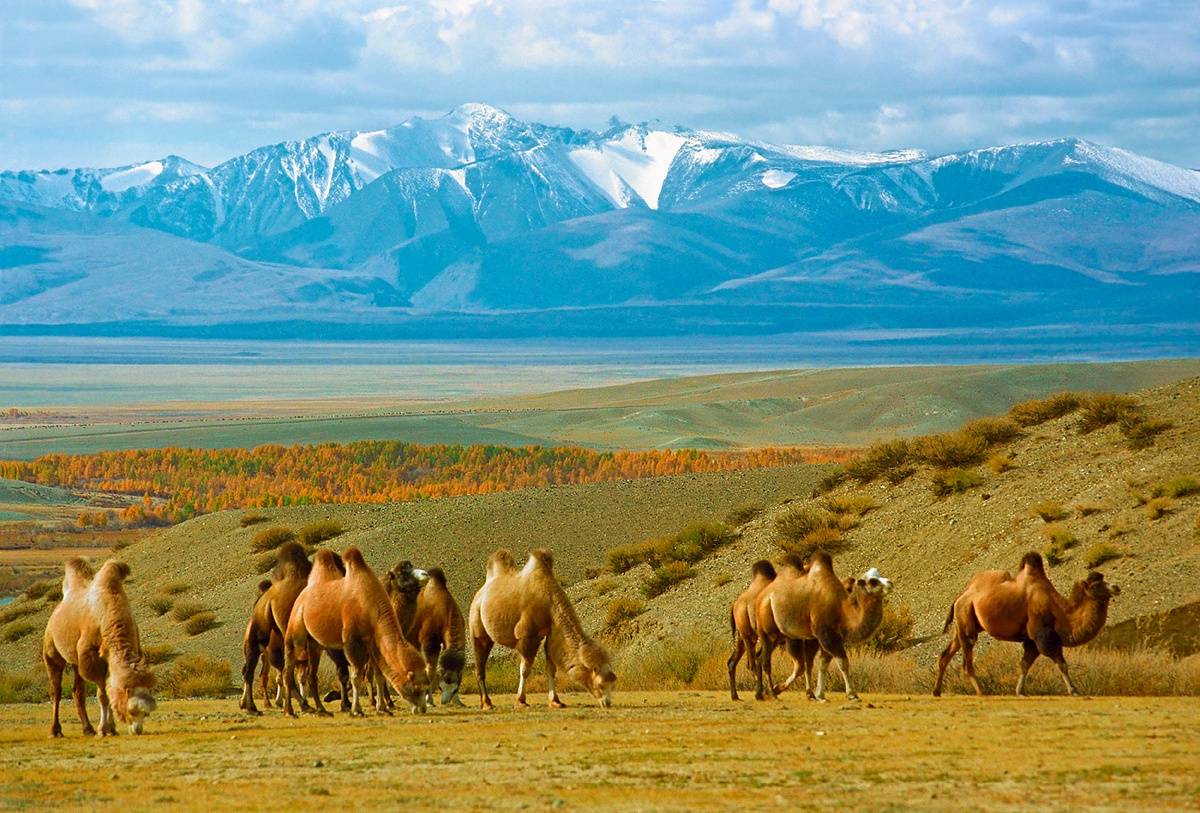 Верблюды в районе Чуйской степи