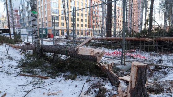    Большую часть березовой рощи в Екатеринбурге благоустроят – ЕАН ©Донат Сорокин/ТАСС