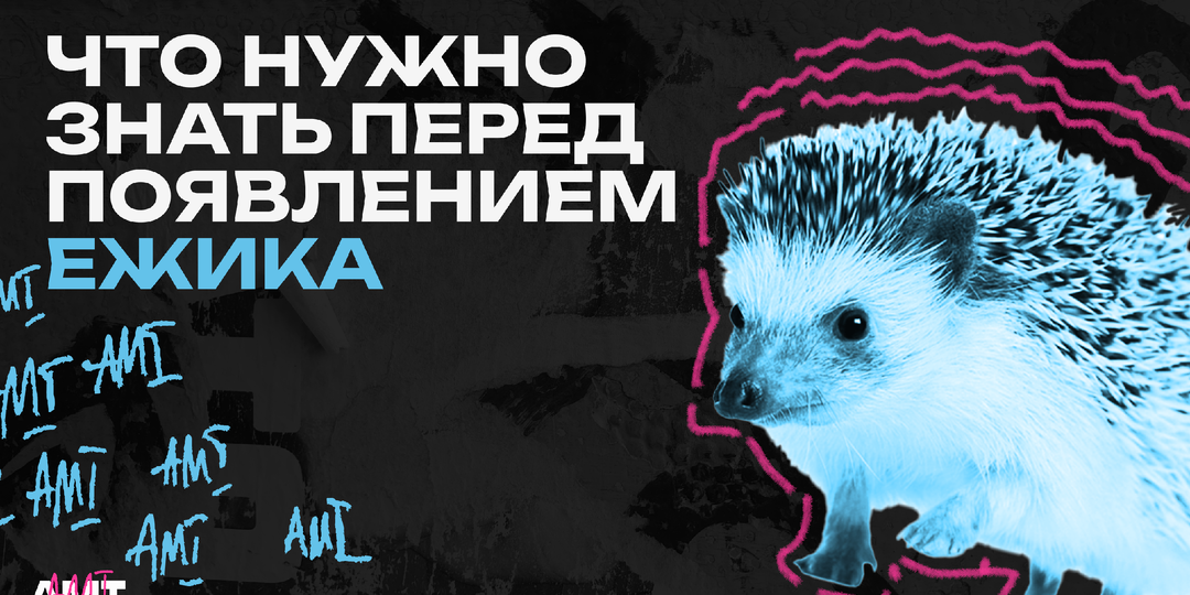 Как подготовиться к появлению ежика в доме? Краткое пособие для хозяев