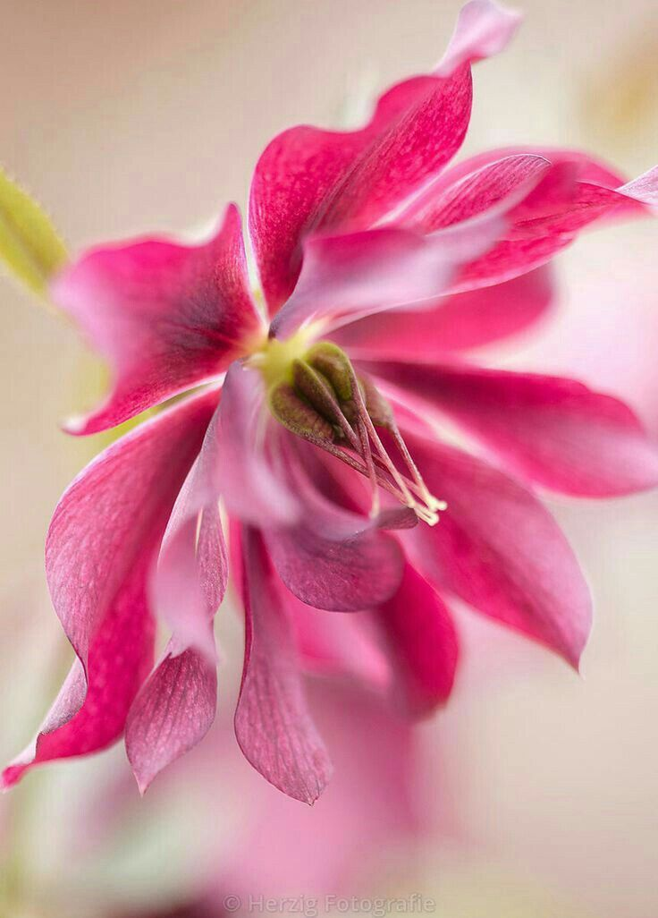 Картинка найдена на просторах интернета, ссылка: https://yandex.ru/images/search?from=tabbar&img_url=https%3A%2F%2Fgagaru.club%2Fuploads%2Fposts%2F2023-02%2F1676872529_gagaru-club-p-otkritki-krasivie-ekzoticheskie-tsveti-pin-31.jpg&lr=103814&pos=28&rpt=simage&text=%D1%86%D0%B2%D0%B5%D1%82%D1%8B%20%D0%BA%D1%80%D1%83%D0%BF%D0%BD%D1%8B%D0%BC%20%D0%BF%D0%BB%D0%B0%D0%BD%D0%BE%D0%BC