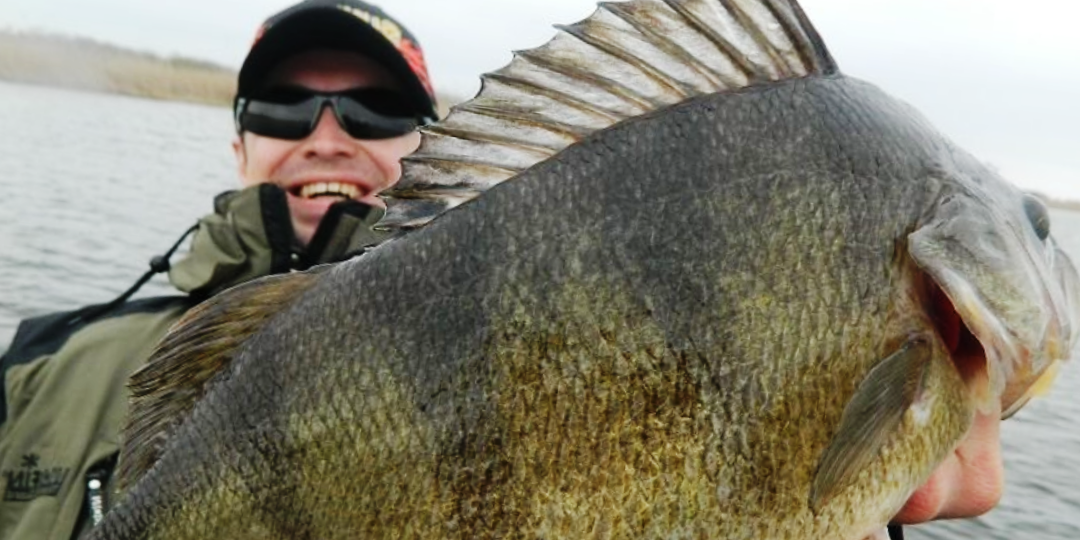 Невероятная находка: окунь-мутант в обычном пруду