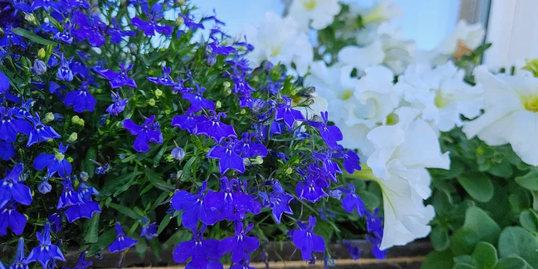 7 альтернатив петунии, глядя на которые подумаешь «так они даже лучше»: ещё можно успеть посеять