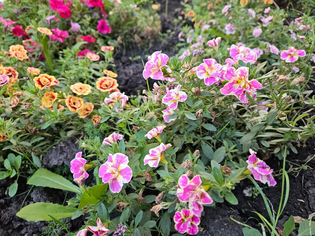 В грунте у нас калибрахоа выглядела не так хорошо, но цветочки у неё - просто фантастика