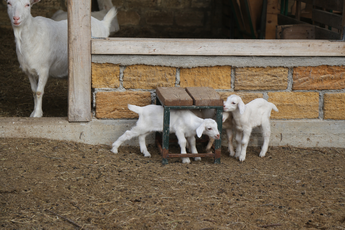 Новорожденные 2025г.