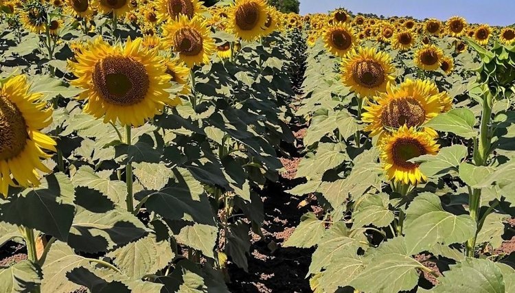    В Ростовской области увеличат площади посевов гибридов отечественной селекции