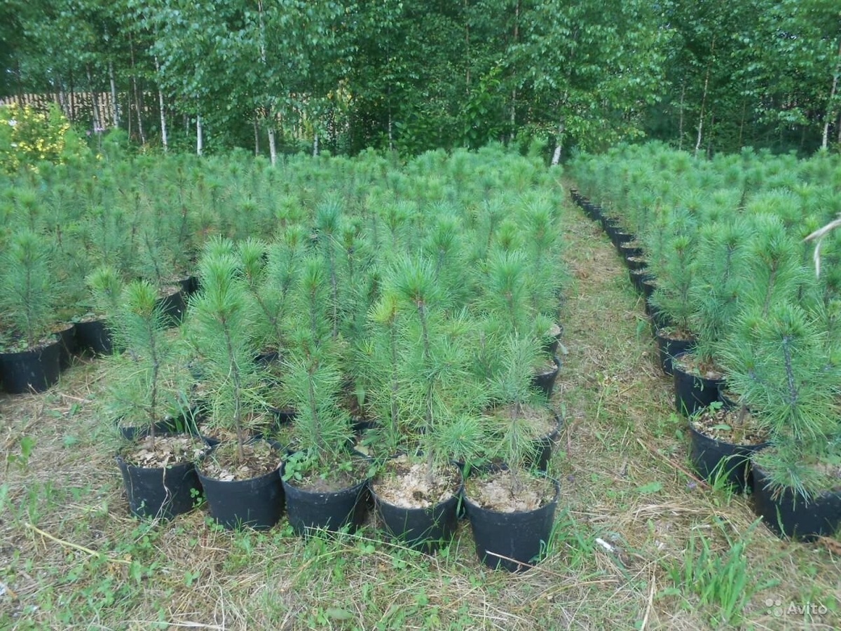     Саженцы сосны в контейнерах