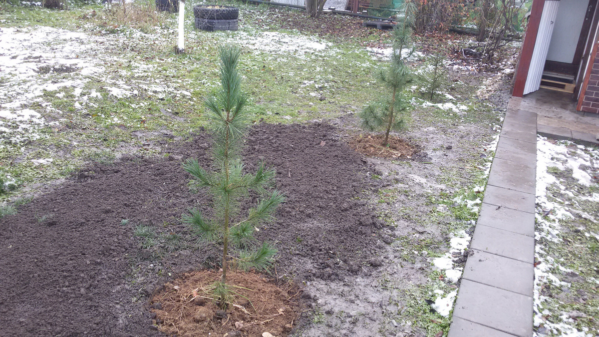     Сосны сажают до наступления заморозков