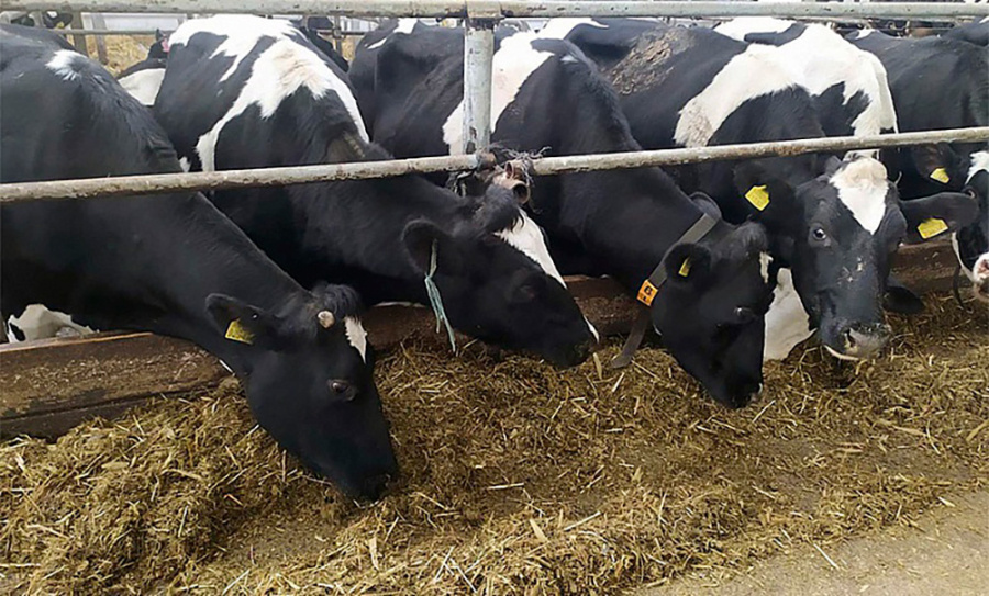     Должностные лица сельхозпредприятия сокрыли падеж 240 голов крупного рогатого скота