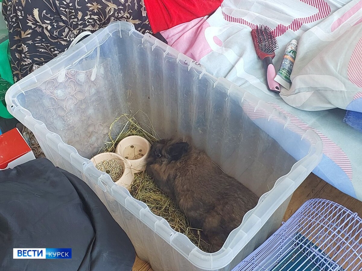    Женщина из оккупированной Суджи в курском приграничье находила утешение в кролике по кличке Яша