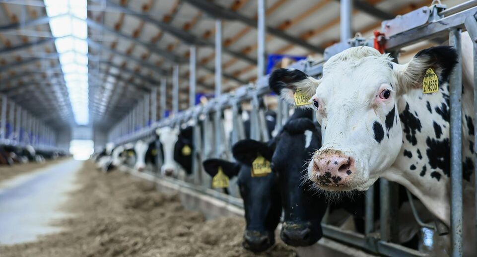    фото: Медиасток.РФ