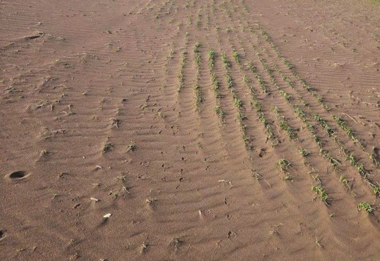    Пыльные бури в крымских степях напоминают о важности почвозащитного земледелия