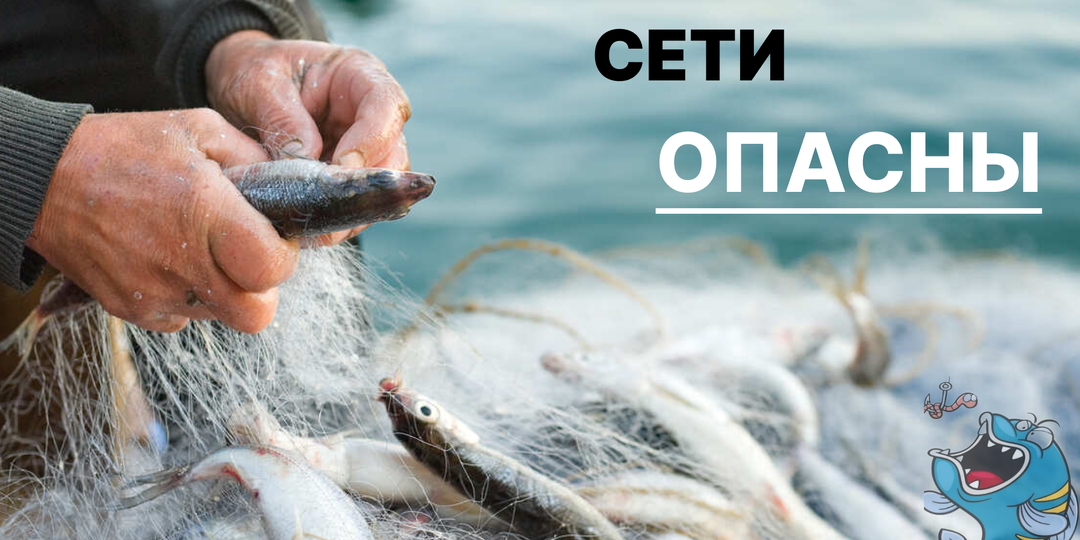 А вы перешли на биосети для рыбалки. Мои рассуждения