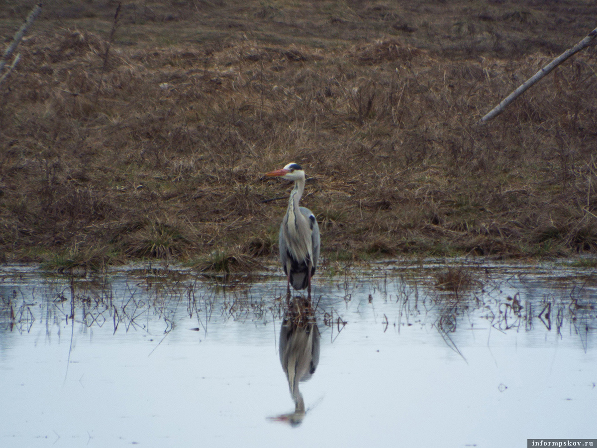 В те же дни марта в прошлом году эту серую цаплю удалось запечатлеть сотруднику Пушкинского заповедника Алексею Михайлову. Фото из социальной сети