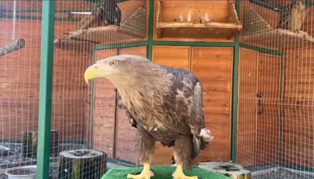 Фото: pr scr Telegram/Сочинский национальный парк  📷
