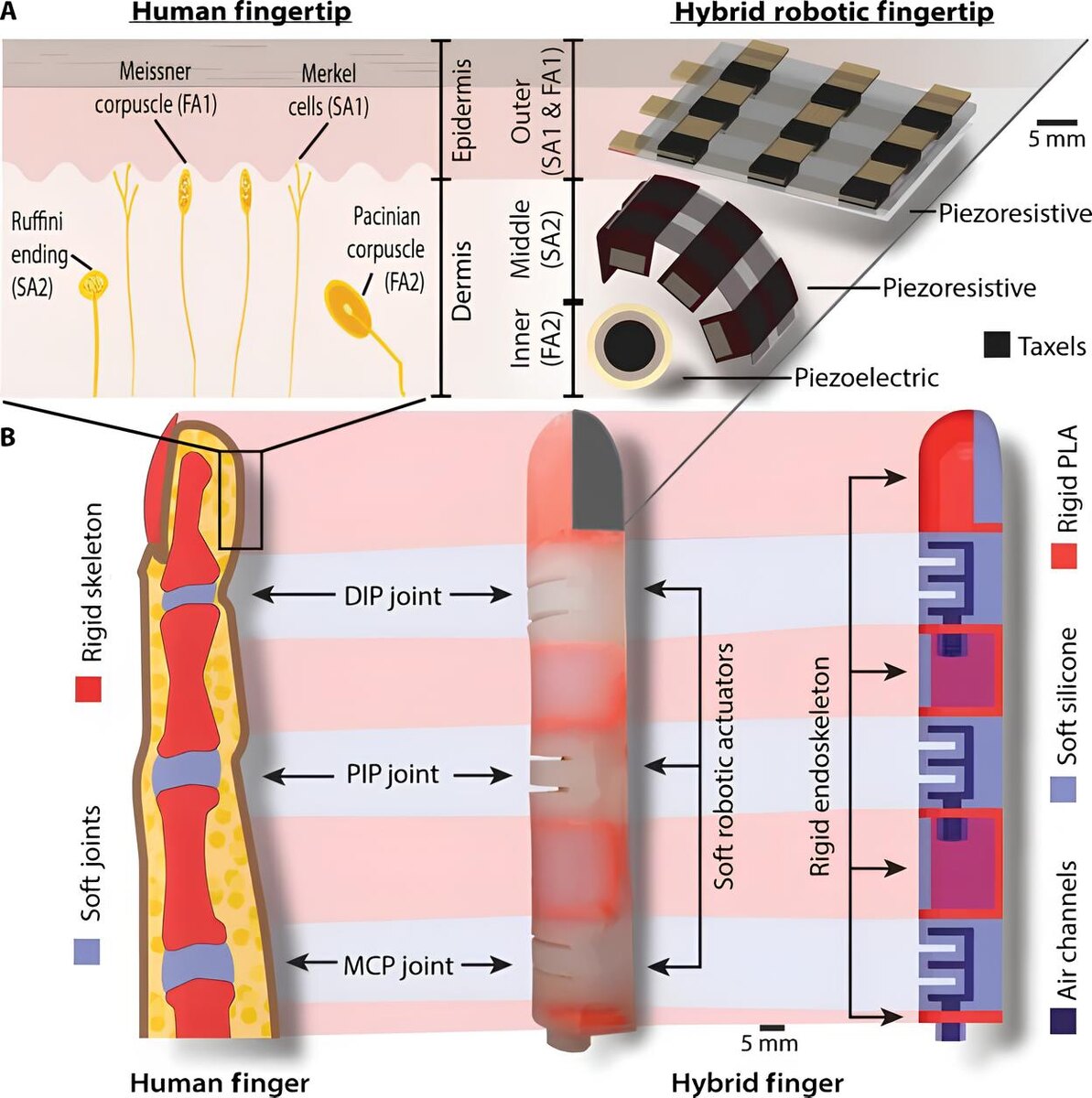 Фото: Университет Джонса Хопкинса