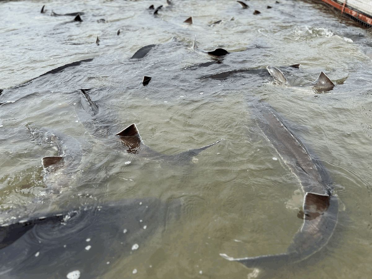 Прошлым летом мы были в Астрахани и там побывали на осетровой ферме. Я увидела, как в искусственных условиях выращивают осетра, форель и еще несколько видов рыб. Было очень интересно! На фото как раз осетр.