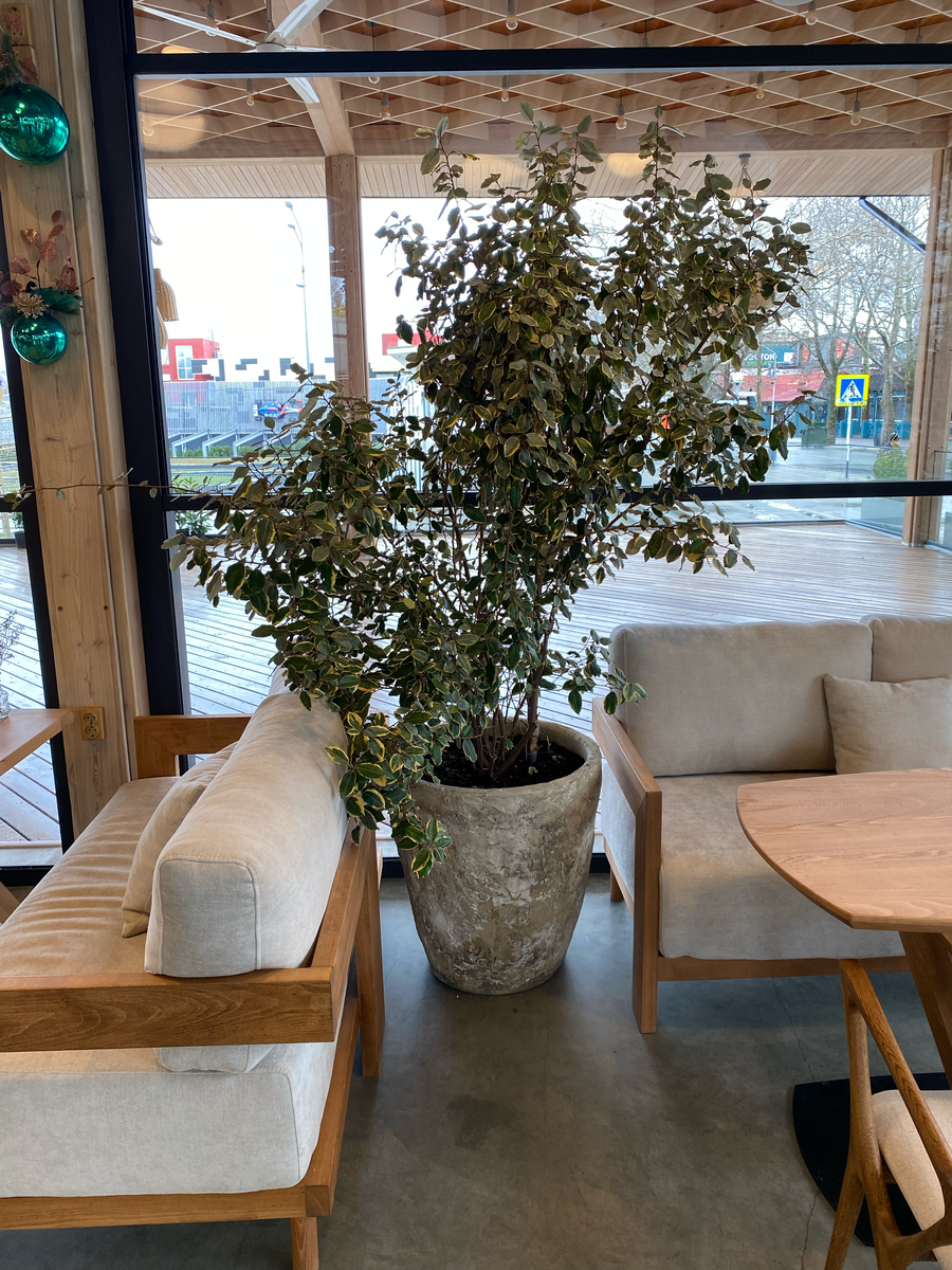 Фото автора. Вазоны Avazon studio Дизайнерские бетонные вазоны