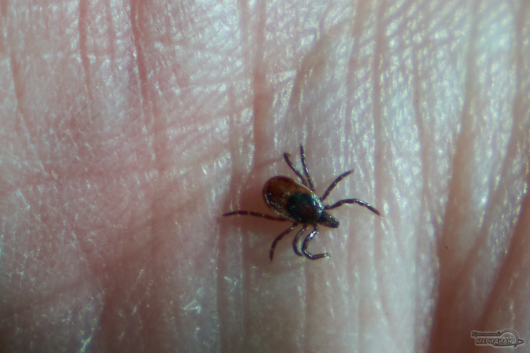    Фото: Лидия Аникина © ИА «Уральский меридиан»