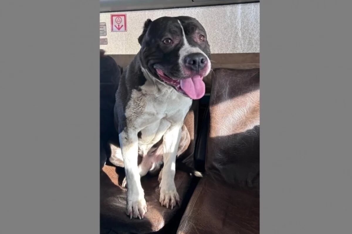    Полиция Тольятти устанавливает участников и свидетелей убийства собаки