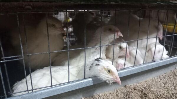    © РИА Новости Крым