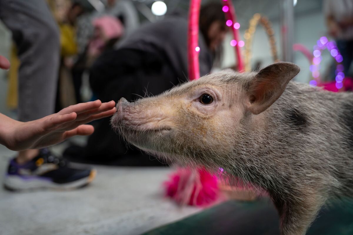 Фото: Александр Плонский / «ВиЖ»