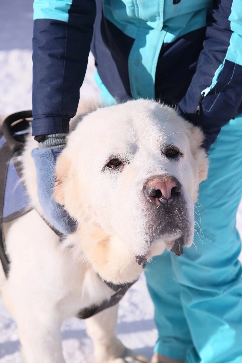 Балу  предал хозяин