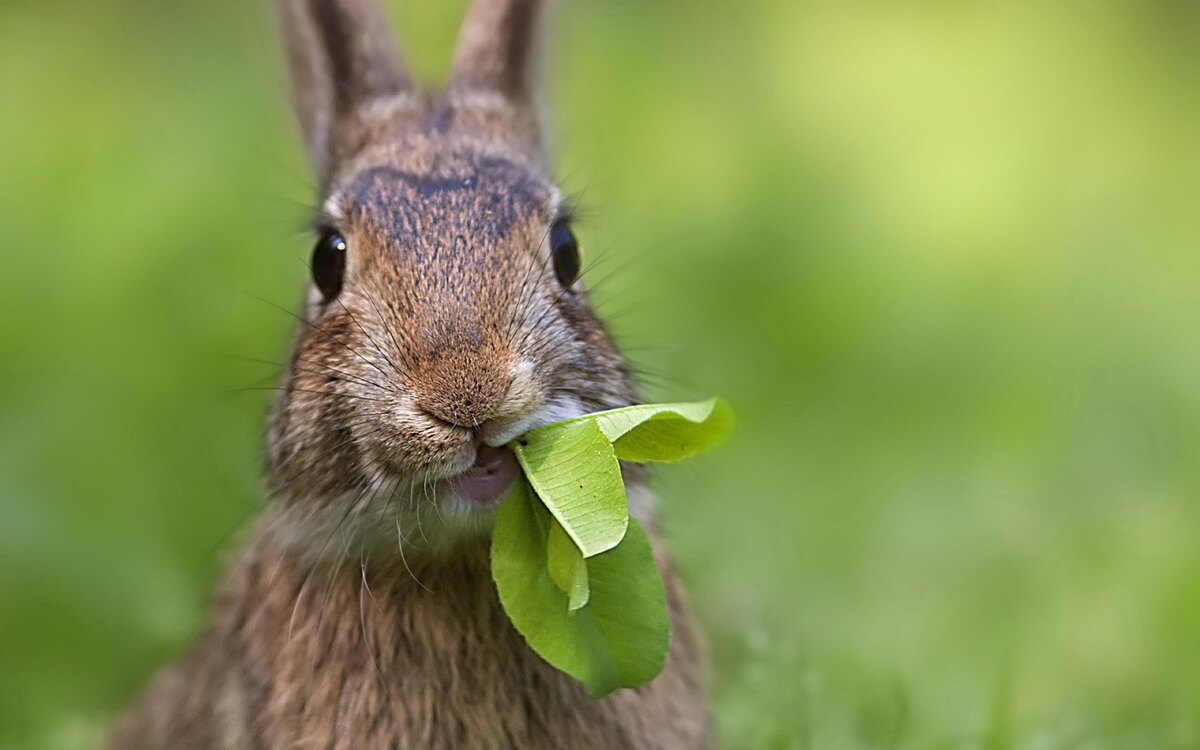Кролик не торопится — он смакует каждый листочек, как гурман.