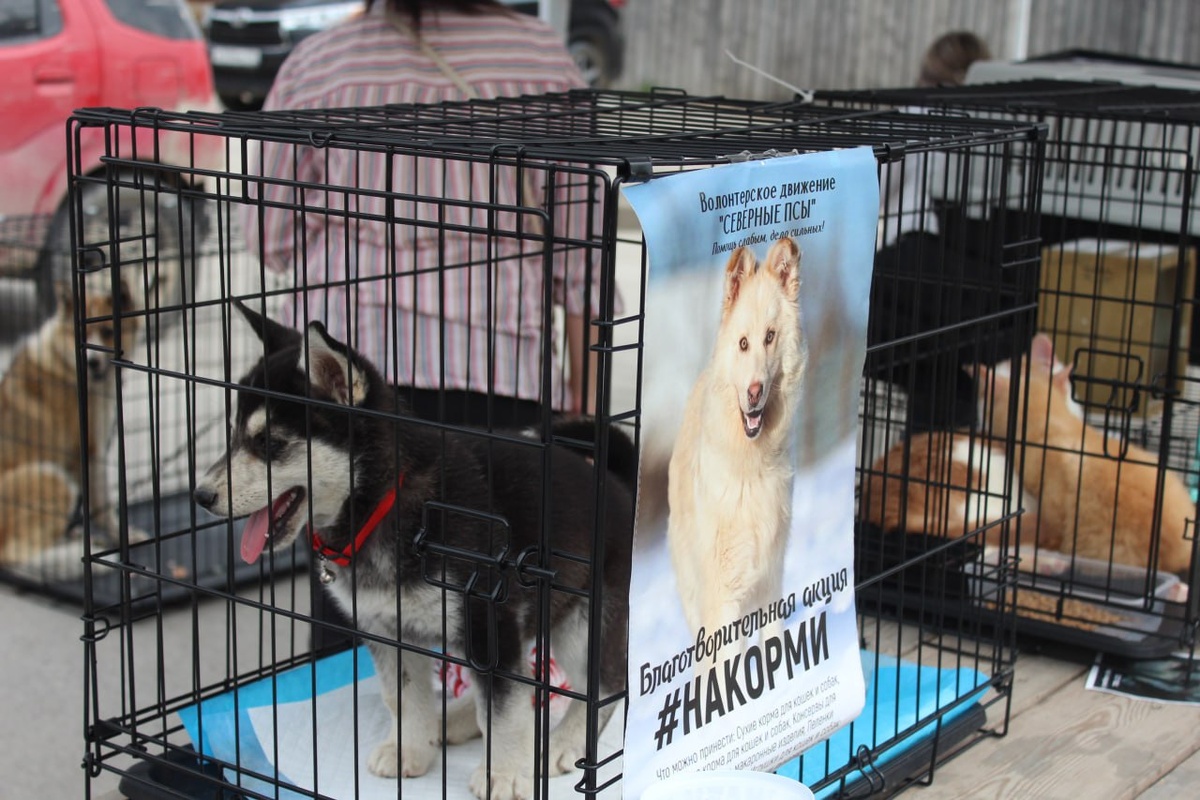 Ярмарка-пристройства 2024 Г. Якутск