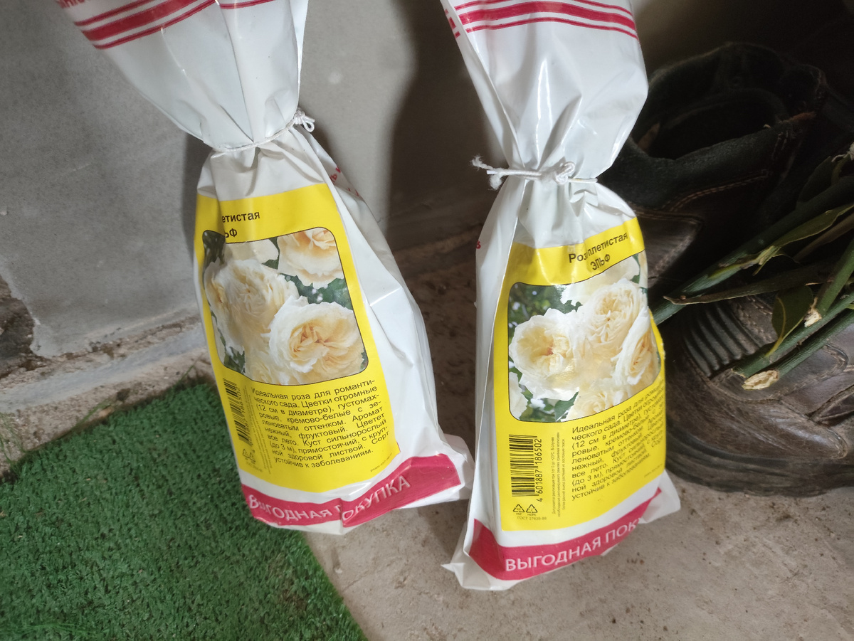 Вот такие розочки, Эльф называются