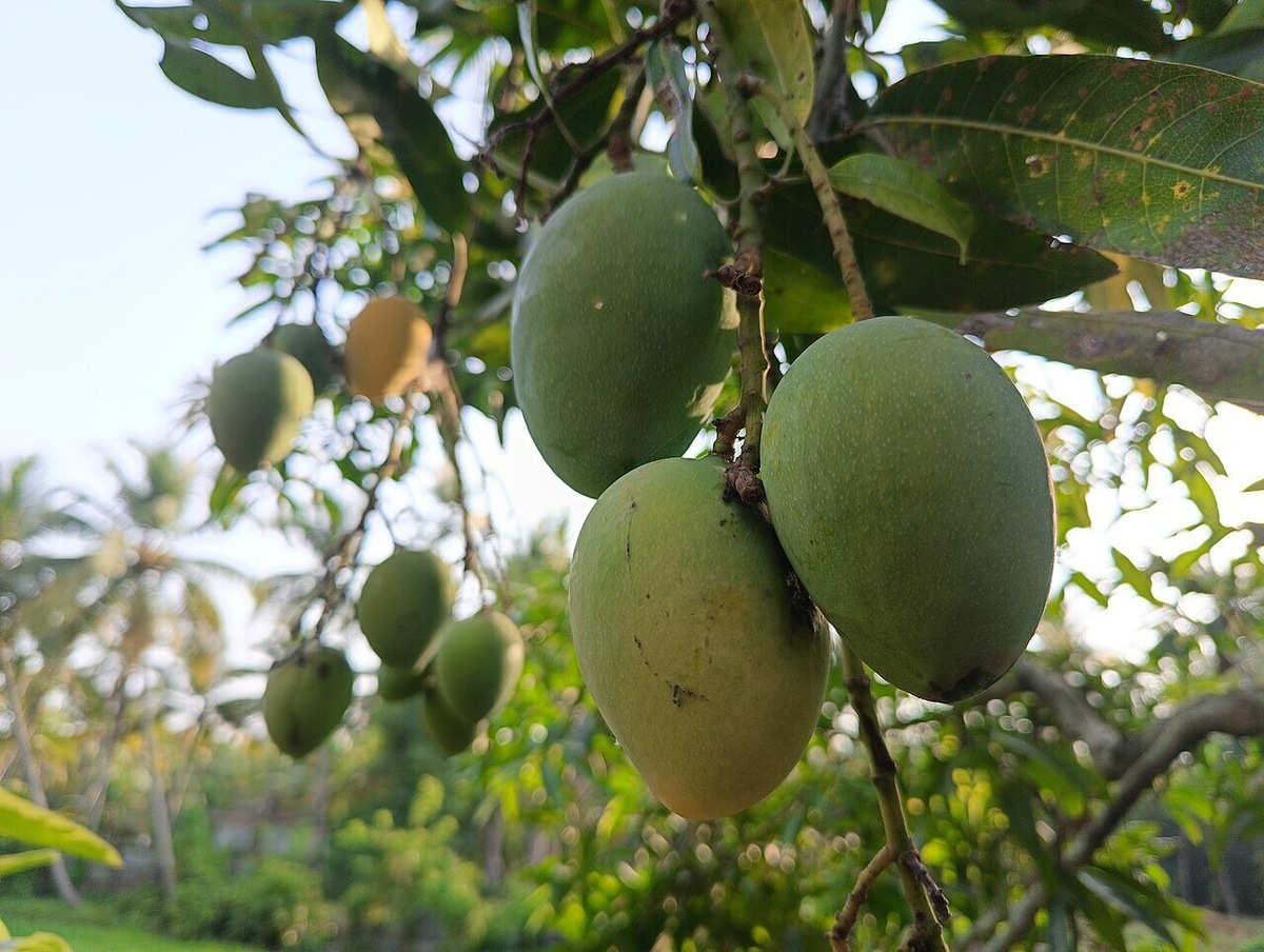 Среди зелёных видов — «имам пасанд», «лангра» и «алампур банешан». Фото: Rasitha nellickal / Wikimedia